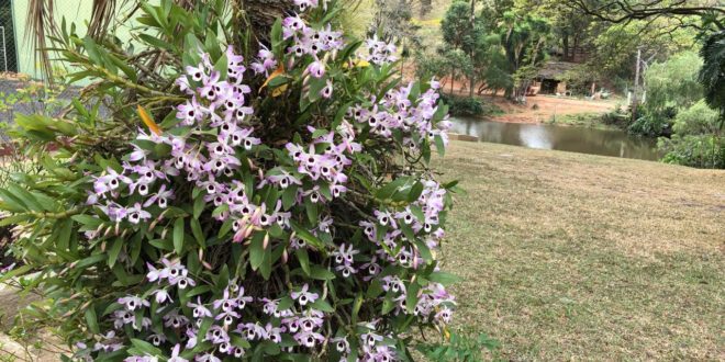 Designer Floral fala sobre plantas típicas da primavera - Gazeta Do Rio  Pardo